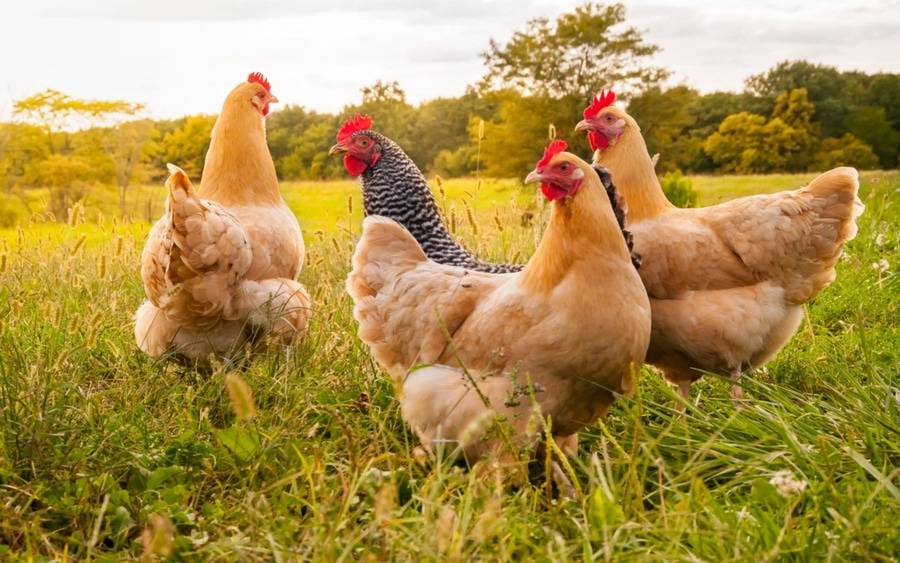 Poultry can potentially get infected with bird flu from wild birds.