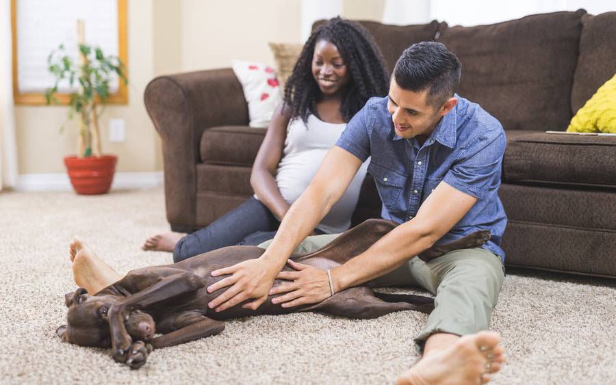 A young couple expecting a baby plays with their dog on their living room floor.